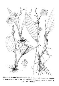 保亭羊耳蒜 保亭羊耳蒜