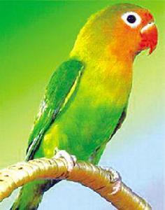 蠟嘴鸚鵡 蠟嘴鸚鵡