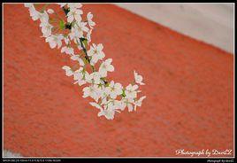 櫻花文會 櫻花文會