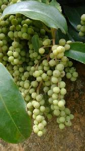 厚葉白花酸藤子 厚葉白花酸藤子