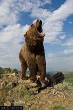 人熊[哺乳綱動物]