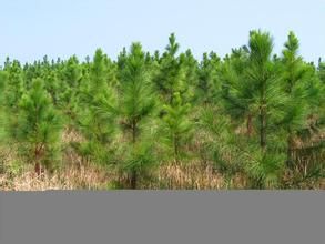 盤石嶺林場 盤石嶺林場