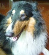 蘇格蘭牧羊犬Ninco