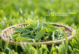 白茶[茶葉類別]