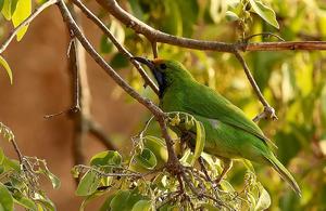 蘇門答臘葉鵯 蘇門答臘葉鵯