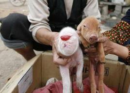 音蝟因子 音蝟因子