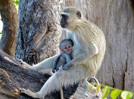 青腹綠猴 青腹綠猴