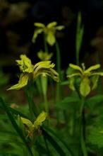 多斑鳶尾 多斑鳶尾