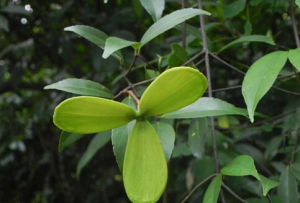 翅子藤科 翅子藤科