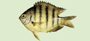 雀鯛科-孟加拉豆娘魚