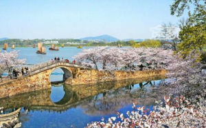 太湖櫻花節 太湖櫻花節