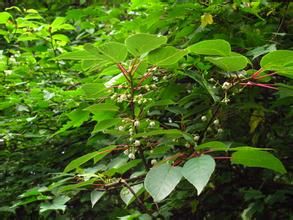 獼猴桃藤山柳 獼猴桃藤山柳