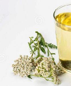 歐蓍草茶 歐蓍草茶