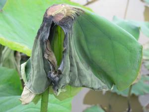 蓮葉臍黑腐病 蓮葉臍黑腐病