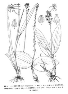 翼蕊羊耳蒜 翼蕊羊耳蒜