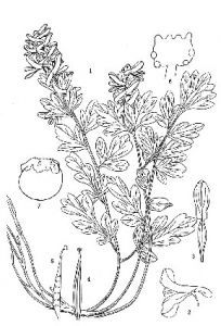 丹巴黃堇 丹巴黃堇