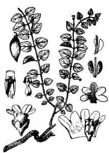 會東藤組 會東藤組