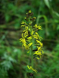 西北利亞橐吾 西北利亞橐吾