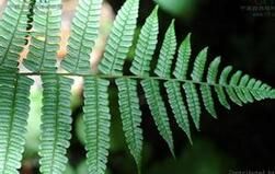 狹基鉤毛蕨 狹基鉤毛蕨