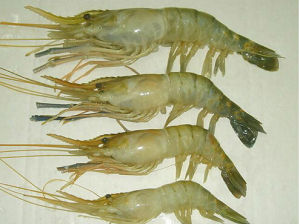 津浦對蝦 津浦對蝦