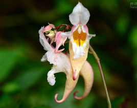 貴州鳳仙花 貴州鳳仙花