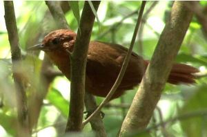栗冠拾葉雀 栗冠拾葉雀