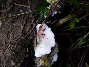 革蓋菌素 革蓋菌素