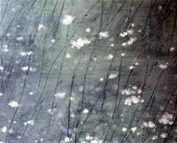 柳絮[基本概念]