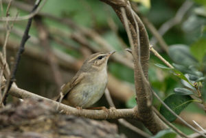 褐色柳鶯 褐色柳鶯