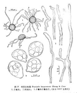 華陰白粉菌 華陰白粉菌