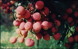 靈山特產 靈山特產