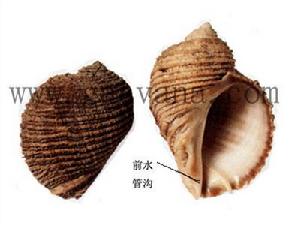 單齒刺岩螺 單齒刺岩螺