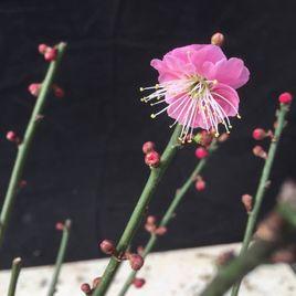 骨里紅梅 骨里紅梅