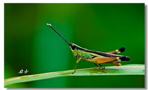 青脊竹蝗 青脊竹蝗