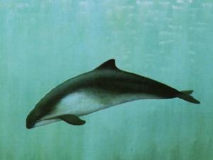 南美鼠海豚 南美鼠海豚