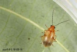 粗體蟲屬 粗體蟲屬