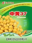 中黃37 中黃37