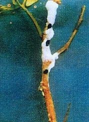 辣椒菌核病 辣椒菌核病