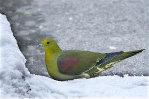 弗洛綠鳩 弗洛綠鳩