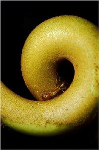 奇異豬籠草的籠蔓圈