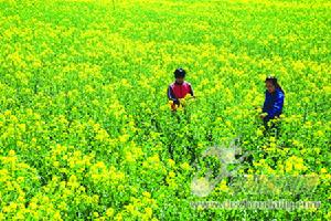 油菜栽培 油菜栽培