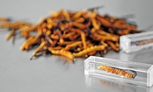 北京亞之春寶科技有限公司 北京亞之春寶科技有限公司