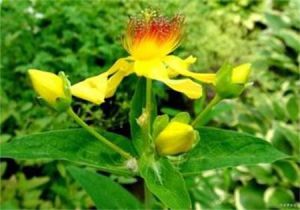 中華金絲桃 中華金絲桃