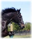 荷蘭溫血馬 荷蘭溫血馬