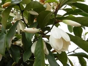 晚春含笑 晚春含笑