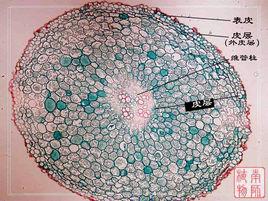 初生韌皮部 初生韌皮部