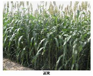 高粱