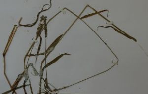 鼠尾囊穎草 鼠尾囊穎草