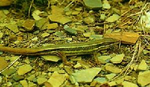 （圖）雪山草蜥