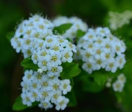 土莊繡線菊 土莊繡線菊